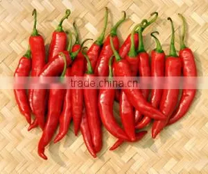 Fresh Chilli- Good Quality Spices for Cooking thumbnail-4