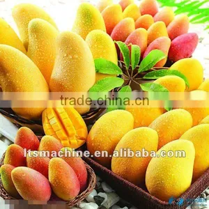 High Quality Fruit & Vegetable Washing Waxing and Grading Processing Machine thumbnail-1