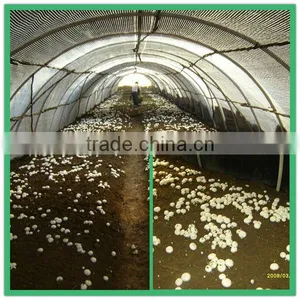Mushroom Planting Greenhouse Film,black Film for Agaricus,Oyster Mushroom thumbnail-1