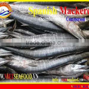 FROZEN SPANISH MACKEREL WHOLE ROUND thumbnail-1