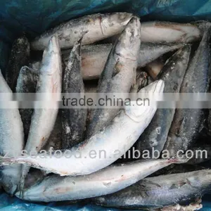 Frozen Pacific Mackerel Fish 200-300G thumbnail-5