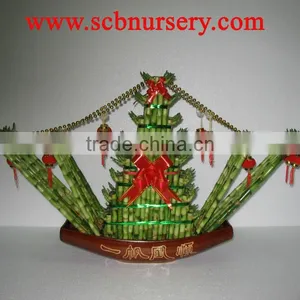 Lucky Bamboo Dracaena Sanderiana Boat thumbnail-1