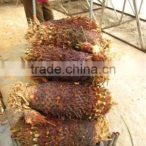 Cycas Revoluta Bare Root for Loading Container thumbnail-1