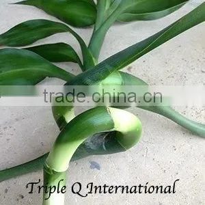 Lucky Bamboo thumbnail-1