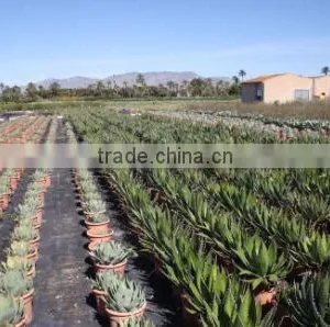 Agave Horrida V. "Perotensis Limon" in 8 Liters Pot thumbnail-2