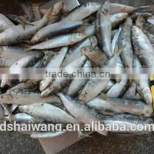 Frozen Sardine Fish Whole Round in Good Quality thumbnail-3