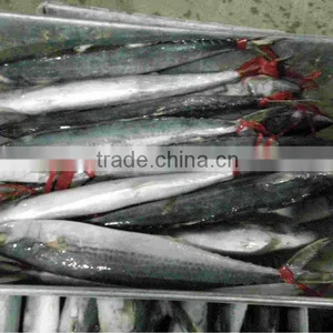 Frozen Spanish Mackerel King Fish for Sale thumbnail-1