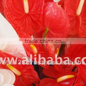 FRESH FLOWER Anthurium thumbnail-1