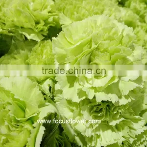 2016 Hot Sale Carnation Cut Flowers Price Without Middleman Green Mini Carnation Flowers thumbnail-6
