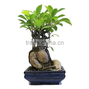 Flowers With Plants for Home Money Tree With Cheap Price thumbnail-5