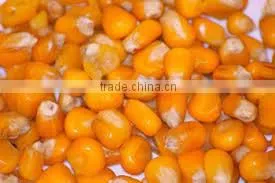 Poultry Feed - Yellow Corn thumbnail-1
