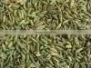 Green Fennel Seeds thumbnail-1