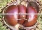 New Crop Chestnut 2015 thumbnail-1