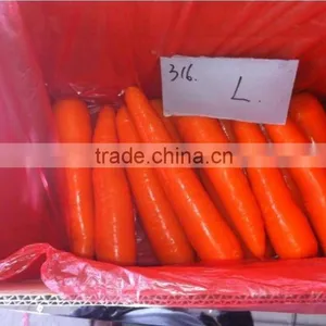 Chinese Carrot thumbnail-1