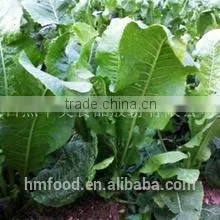 Good Quality Fresh Horseradish thumbnail-6