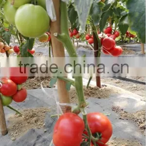 2016 New Hybrid Tomato Seeds for Growing-TianFu360 thumbnail-2
