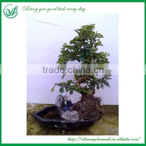 Bonsai Tree In Bonsai thumbnail-2