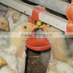 Prefabricated Chicken Poultry Broiler House and Automatic Equipment thumbnail-5