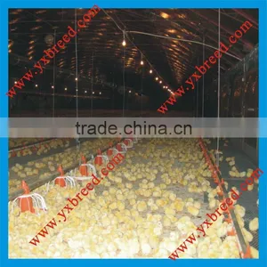 Poultry Feeder Line thumbnail-1