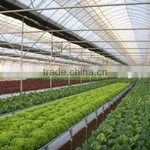 Greenhouse for Agriculture Hydroponics thumbnail-2