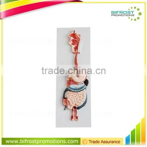 Vivid Organs Digestive System Human Torso Model thumbnail-1