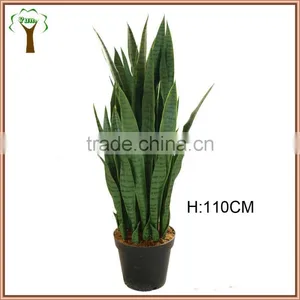 Potted Green Agave Plant Hot Sale to Abroad thumbnail-1