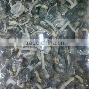 Frozen Cooked Short Necked Clam Export Standard thumbnail-3