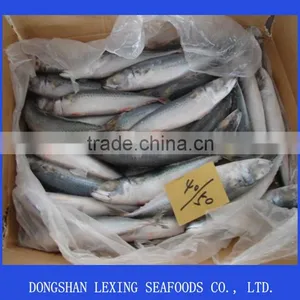 Seafood Frozen Pacific Mackerel Fish thumbnail-1