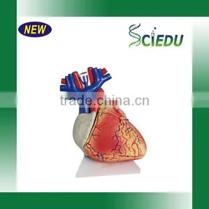 ISO Certificate Teaching Usage Human Heart Anatomical Model thumbnail-3