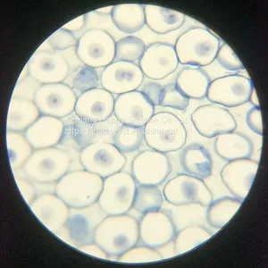 Lab and Medical Pathology Histology Microscope Slides thumbnail-5