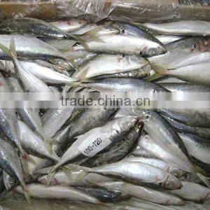 High Quality WR Frozen Pacific Mackerel Fish thumbnail-1
