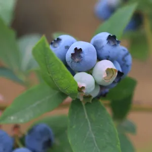 L29 Blueberry Seedlings Blueberry Saplings thumbnail-1