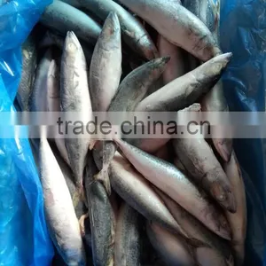 Frozen Good Quality Pacific Mackerel Fish Sea Frozen thumbnail-5