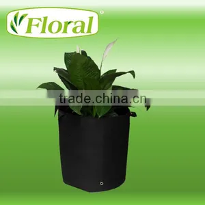 Vegetable Plants thumbnail-1