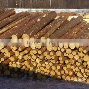 RUSSIAN Timber Log / Sawlogs /Wood Round Logs / Lumber /PINE / SPRUCE / LARCH / BIRCH thumbnail-1