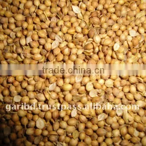 Coriander Seed thumbnail-1
