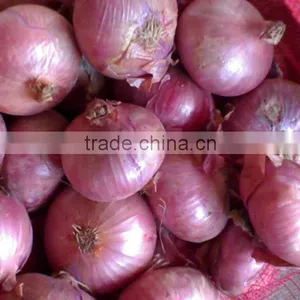 Chinese Baby Onion at Yellow Onion Price thumbnail-2