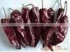 Red Chilli thumbnail-1