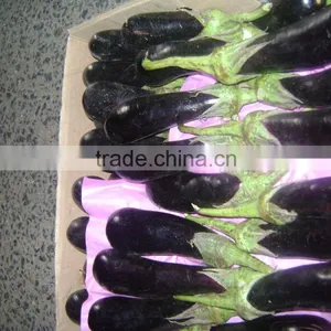 Eggplant thumbnail-2