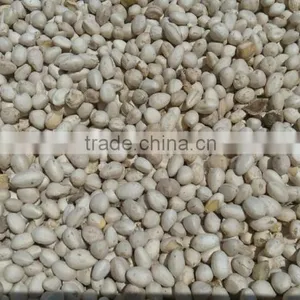 MORINGA SEED KERNEL thumbnail-2