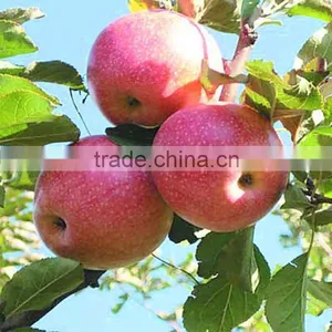 High Quality Fresh Apple Fruit Fresh Qinguan Apple thumbnail-1