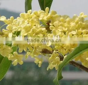 Sweet Osmanthus Sweet Olive Tea Olive Fragrant Olive Seeds for Growing Beautiful Flower Trees thumbnail-4
