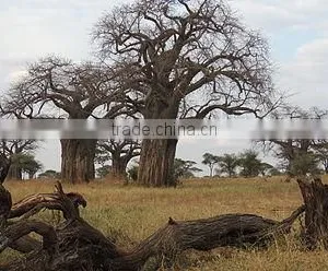 Adansonia Digitata 1 thumbnail-1
