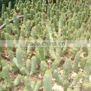 Hoodia Gordonii thumbnail-1