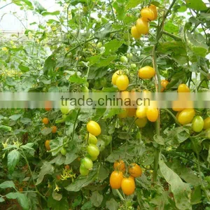 Farm Fresh Crown Small Yellow Tomato thumbnail-1