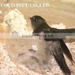 BIRD NEST thumbnail-4