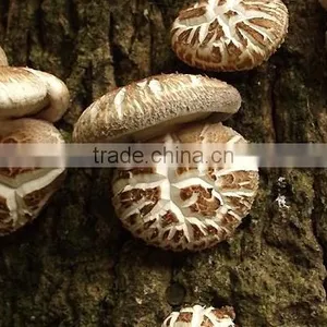 Hot Sale Log White Flower Mushroom thumbnail-3