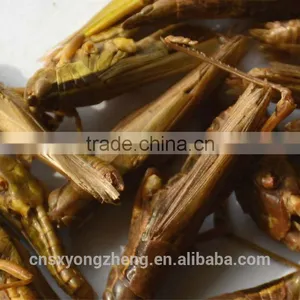 Freeze Dried Grasshoppers thumbnail-1