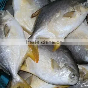 Pangasius Fillet Gold Pomfret thumbnail-1