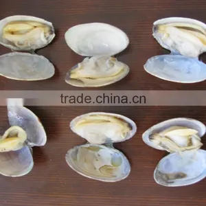 Frozen V-packed Short Necked Clam thumbnail-4